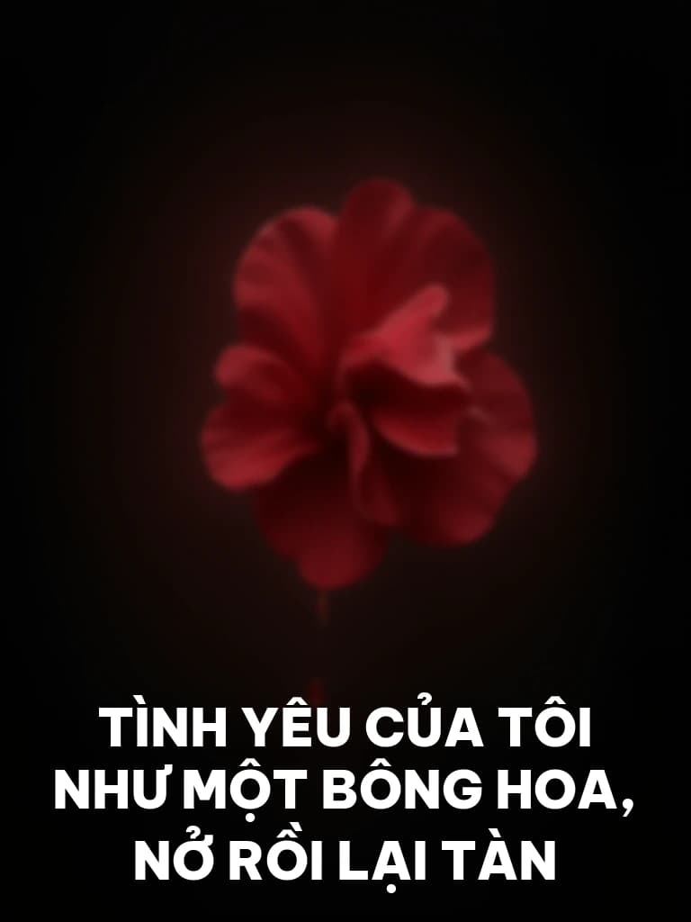 Tình Yêu Của Tôi Như Một Bông Hoa, Nở Rồi Lại Tàn - Cover image